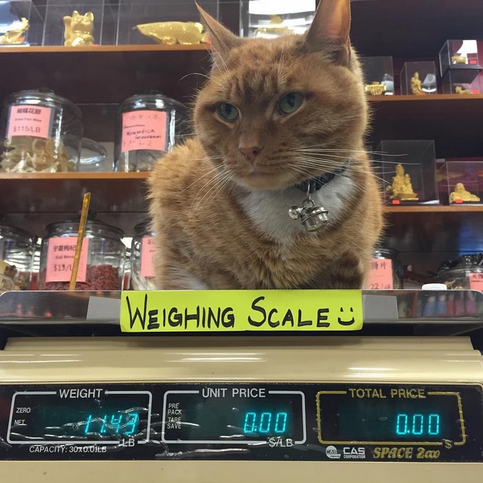 ginger-cat-store-owner-newyork-33