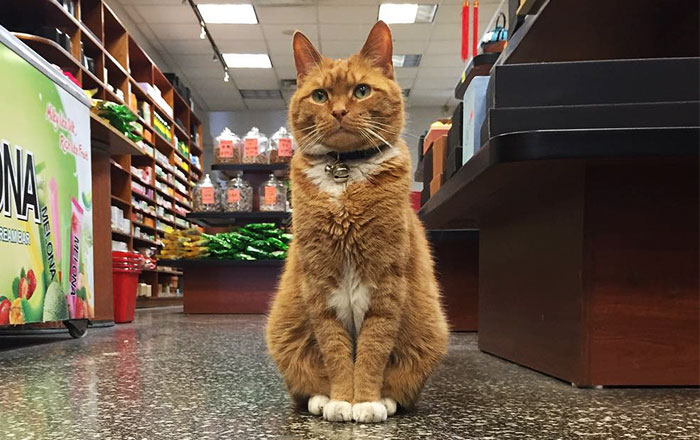 ginger-cat-store-owner-newyork-coverimage