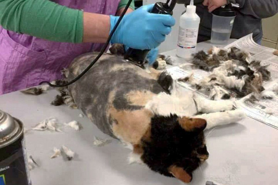 3b9144a300000578-4057230-a_person_is_seen_shaving_off_hidey_s_matted_fur_as_she_lies_on_a-a-5_1482397187589